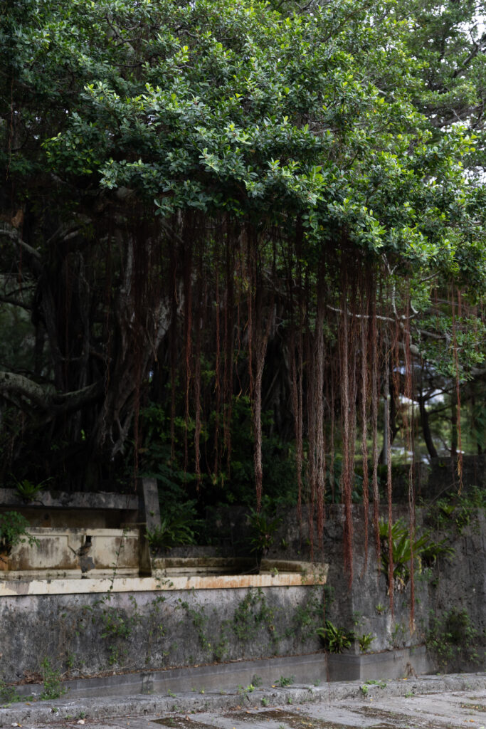 Banyan tree over old stone ruins in Okinawa