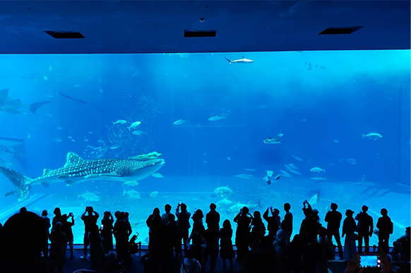 Visitors in front of the whale shark tank at Churaumi Aquarium